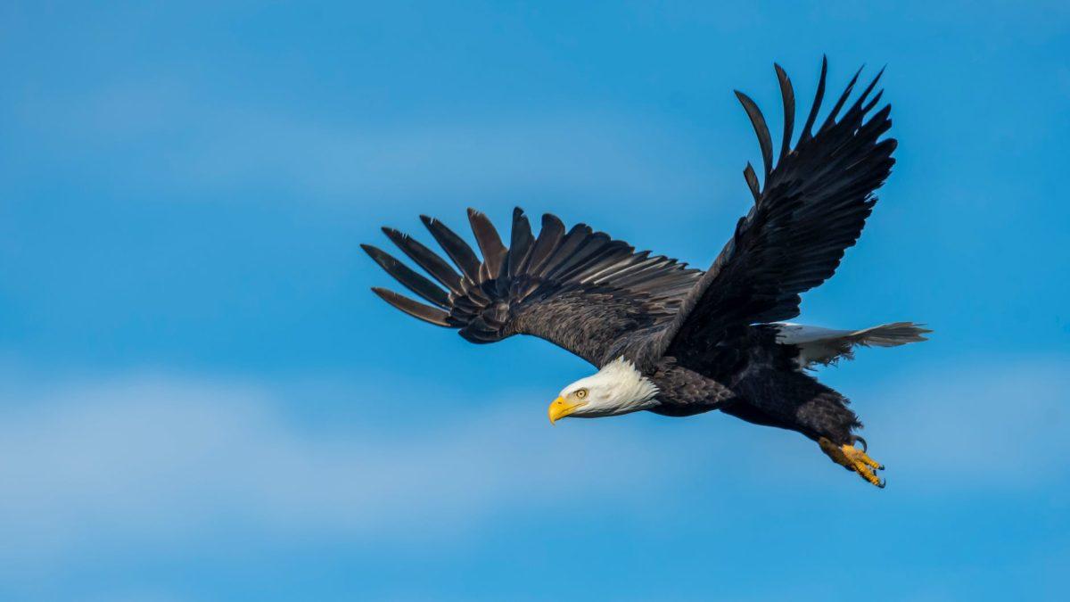 Photo by Frank Cone on Pexels.com
