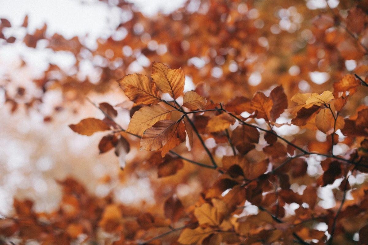 Photo by Lina Kivaka on Pexels.com