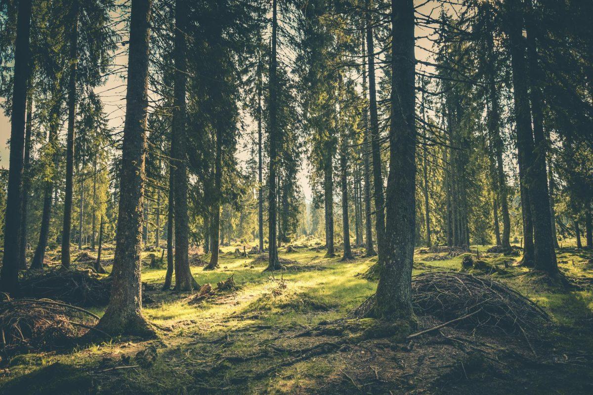 Photo by Rudolf Jakkel on Pexels.com