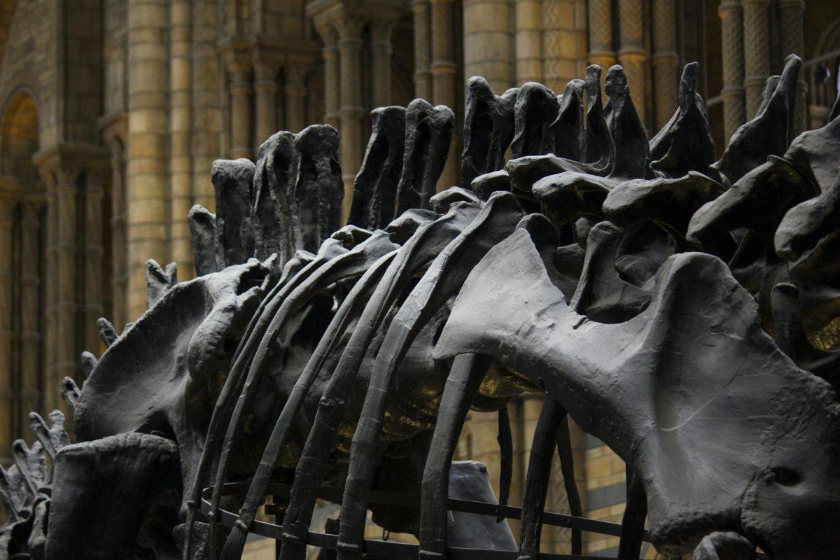 animal bone