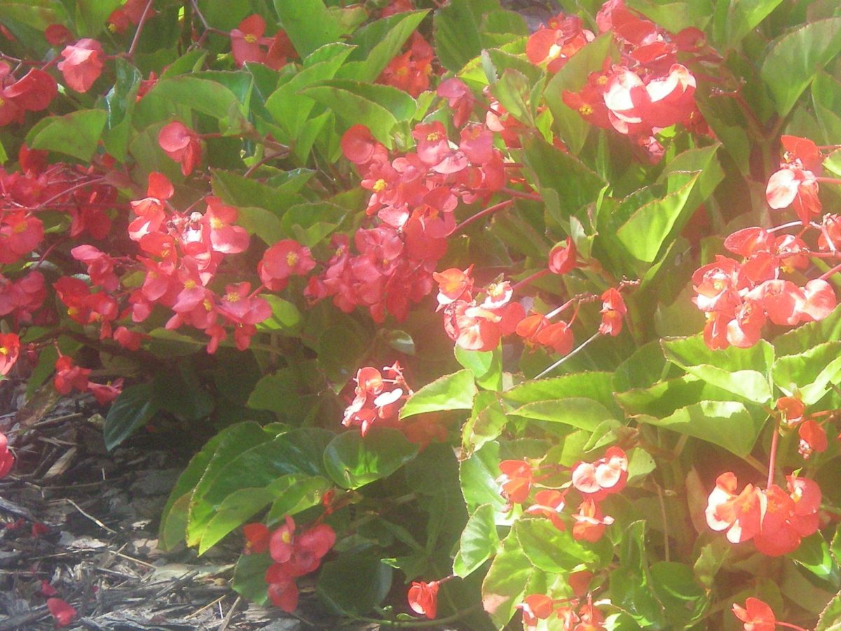 Flowers simmer on WA's campus on Aug. 21, 2025.