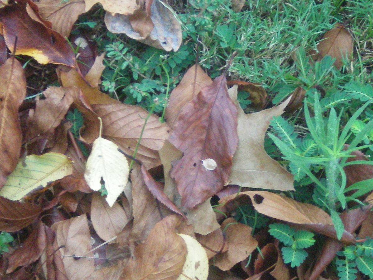 Autumn leaves descend from the fading trees, onto the dewy lawns of the Woodward Academy Malizia Amphitheatre.