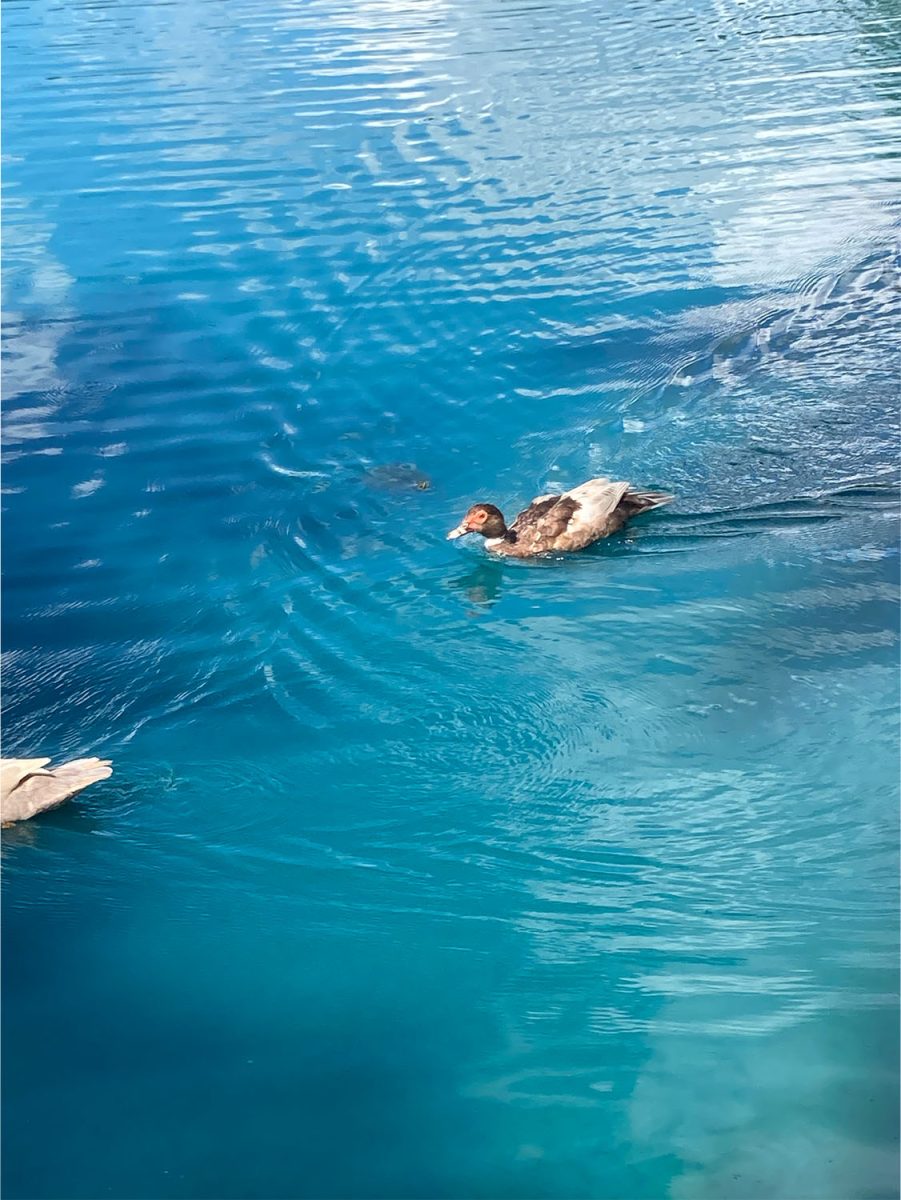 Ducks captured chilling during the GHP conference. Photo credit Daniela Palatchi '26