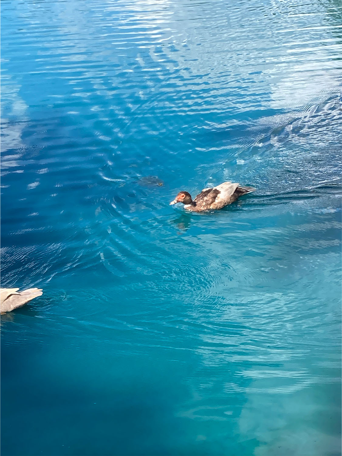 Ducks captured chilling during the GHP conference. Photo credit Daniela Palatchi '26